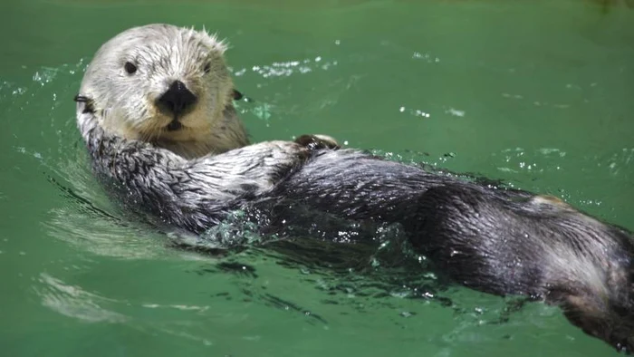Eddie ştie să dea la coş ca nicio altă vidră de mare (Foto: Mercury Press & Media Ltd)&%&