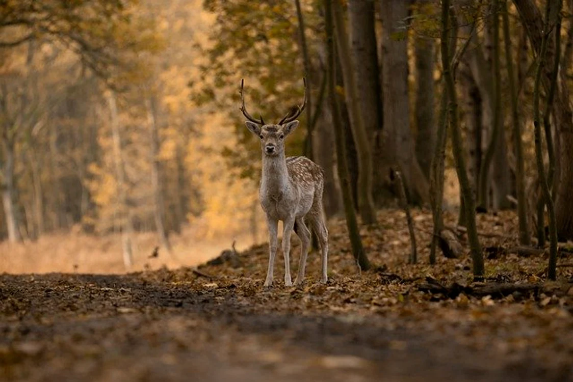 Foto: newsbucuresti.ro