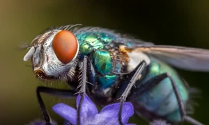 fly 8461020 1280 jpg