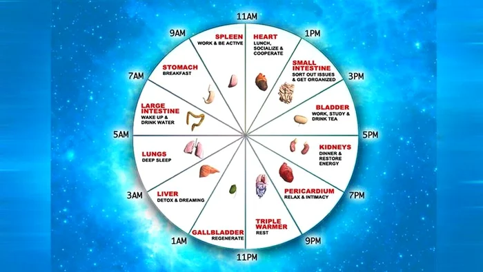 
    Ceasul energetic al corpului uman ne ajută să înțelegem când și de ce este bine să faci mișcare, să mânânci, să te odihnești sau să dormiclickpentrufemei.ro  