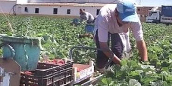 Bugetul pentru agricultură şi dezvoltare regională ar putea fi reduse - proiect de raport CE