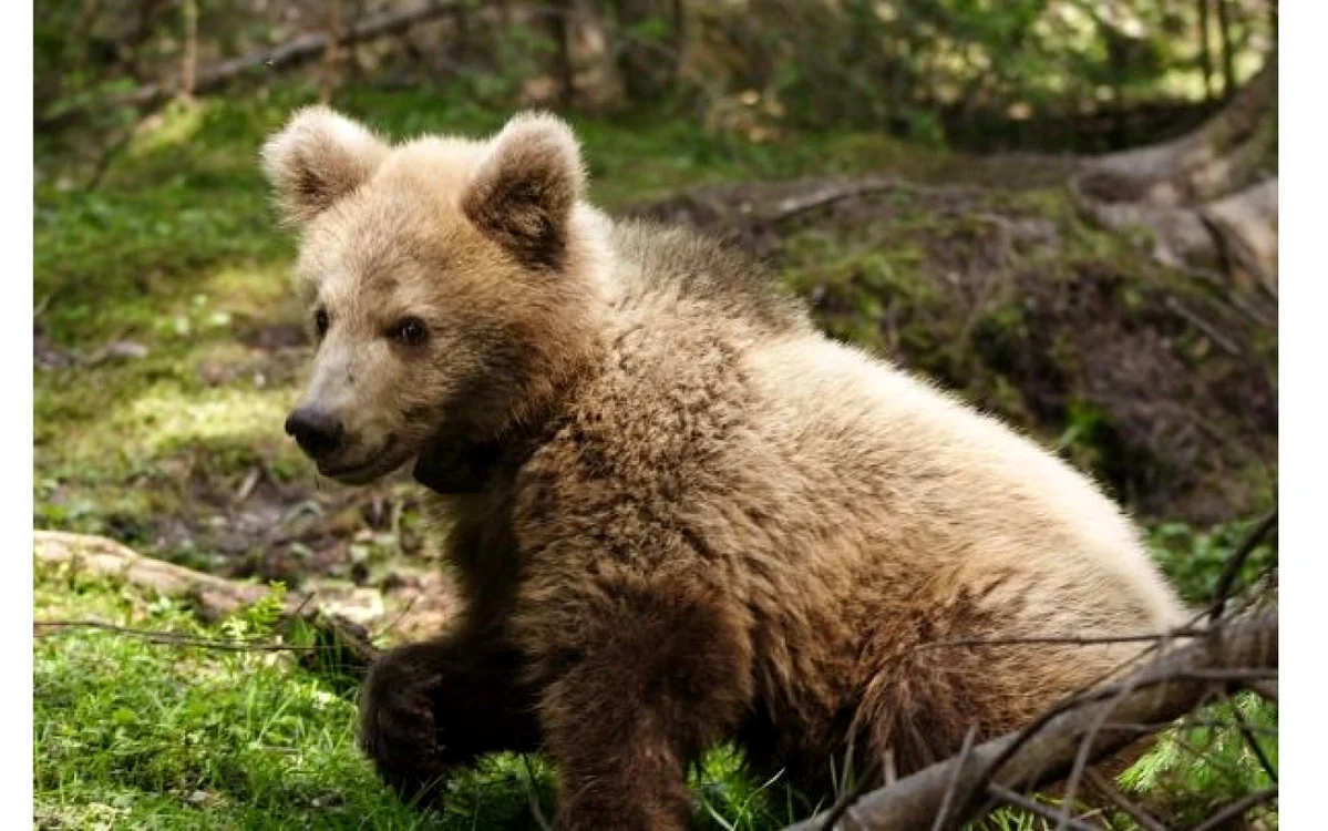Ursul brun, regele padurilor din Romania. www.wwf.ro/urs