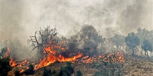 Incendiul de padure a putut fi stins dupa trei zile