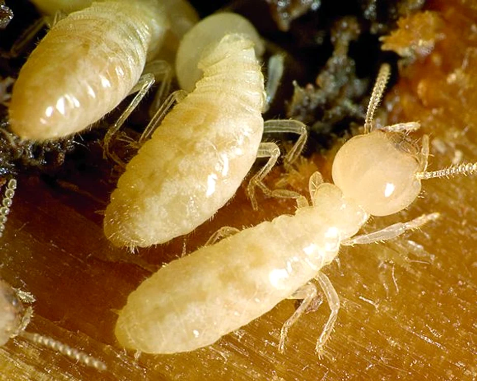 Termitele trăiesc în  pădurile tropicale în  colonii  de 400.000 de indivizi