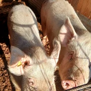 porci vanzare   foto FB adrian chelaru   porci si purcei olt jpg