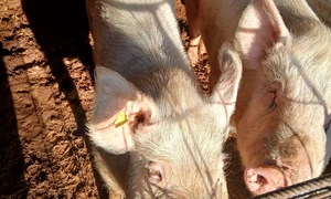 porci vanzare   foto FB adrian chelaru   porci si purcei olt jpg