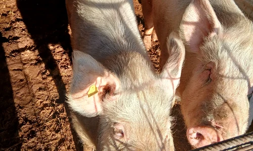 porci vanzare foto FB adrian chelaru porci si purcei olt jpg