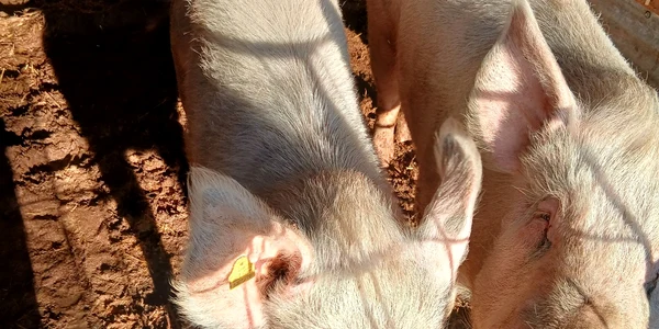 porci vanzare   foto FB adrian chelaru   porci si purcei olt jpg