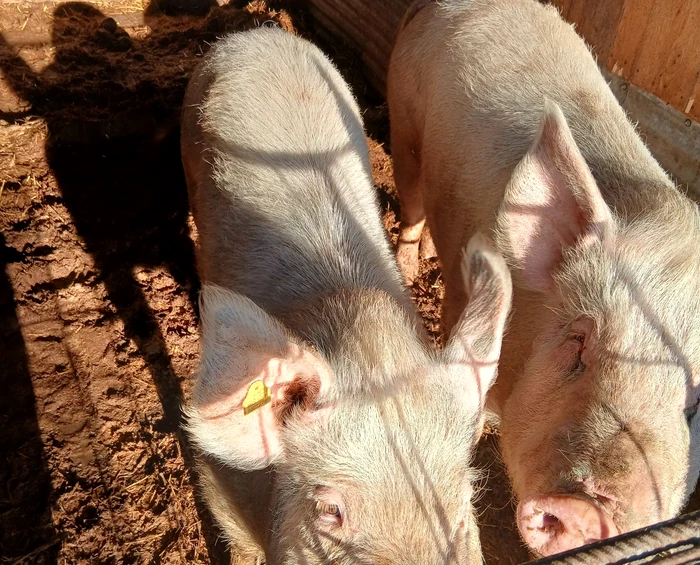 Cum s-a tranșat competiția între porcul de curte și carnea din magazin. O fermă în regim semi-deschis, în risc de faliment