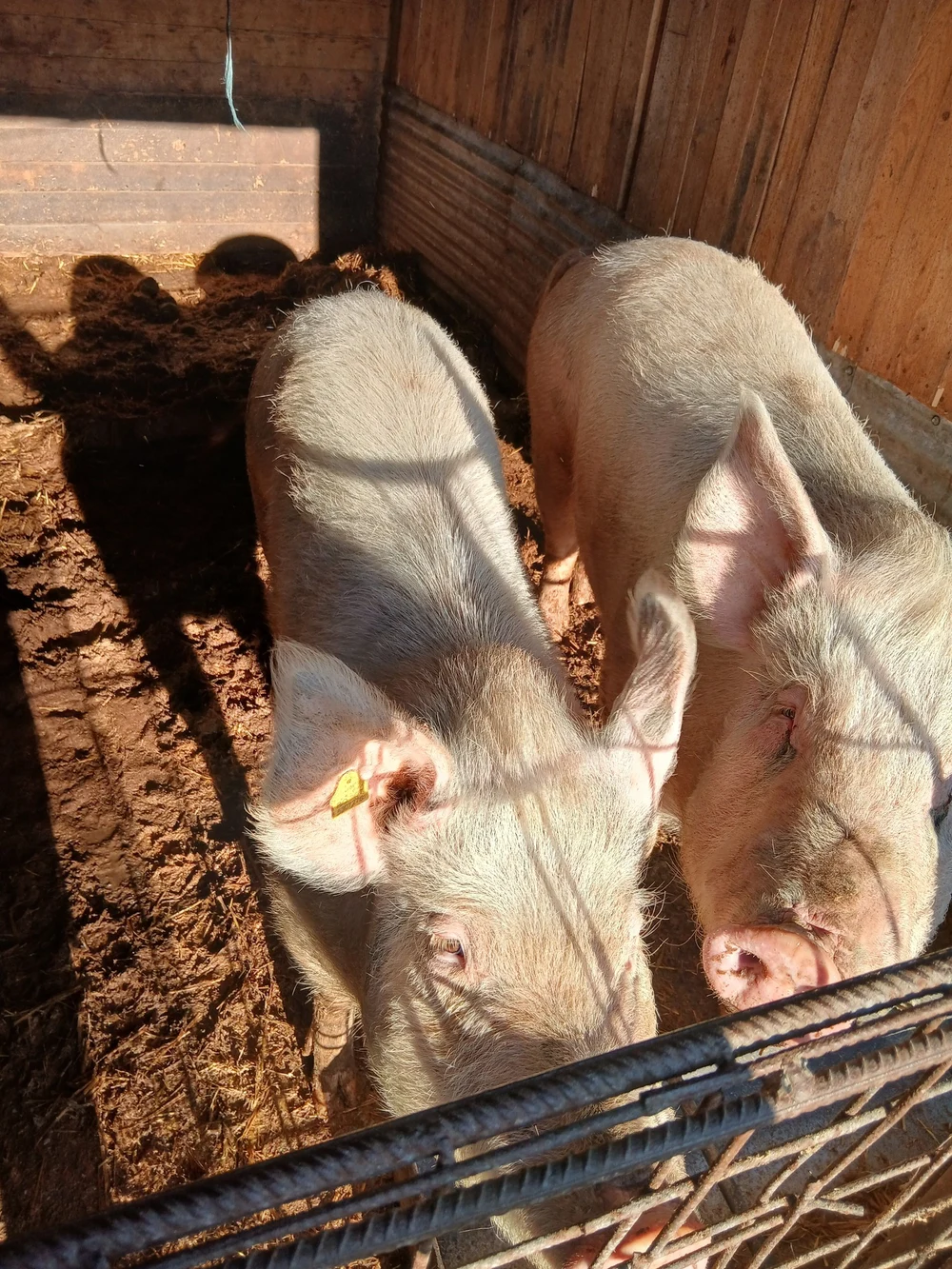 Cum s-a tranșat competiția între porcul de curte și carnea din magazin. O fermă în regim semi-deschis, în risc de faliment