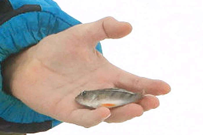 Ion Chiţu, dezamăgit  de prada sa: un  peştişor auriu  de doar 3 cm