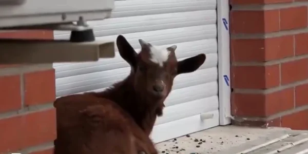capră blocată la etajul cinci Foto Captură video X jpg