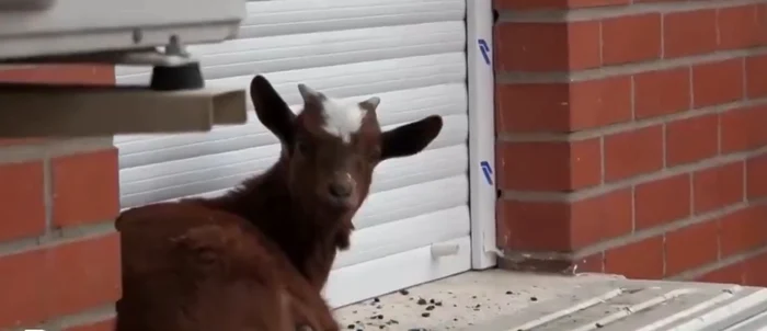 Capră blocată la etajul cinci al unui bloc Foto: Captură video X