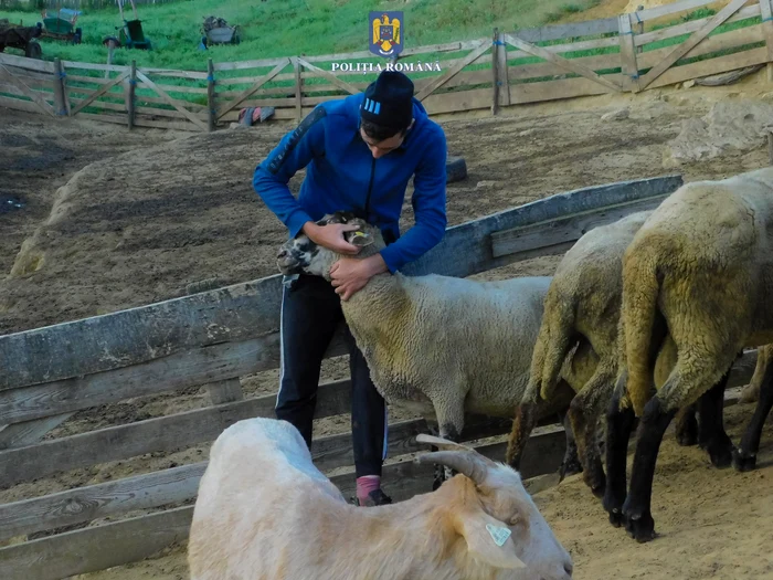 Oile recuperate au ajuns la stăpân FOTO: Poliția Română