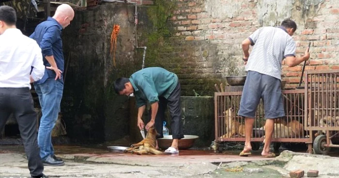 Hanoi se numără printre oraşele în care afacerea cu carne de câine este extrem de profitabilă. FOTOGRAFII Daily Mail