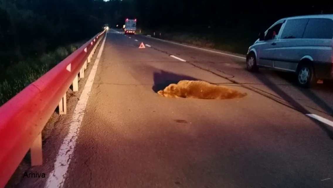 Urs victimă a unui accident rutier în Sibiu Foto AMP Libearty Bear Sanctuary jpg