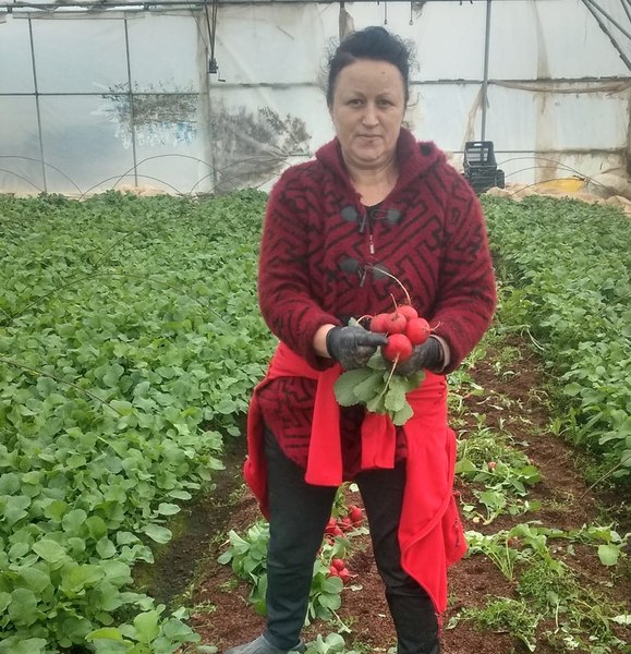 Ridichile de Băleni „învață” limba ucraineană. O mare parte din recoltă ajunge în țara vecină, la preț bun FOTO