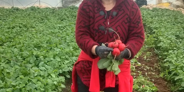 Ridichile de Băleni, vândute în cantități mari în Ucraina, FOTO Magda Cristian