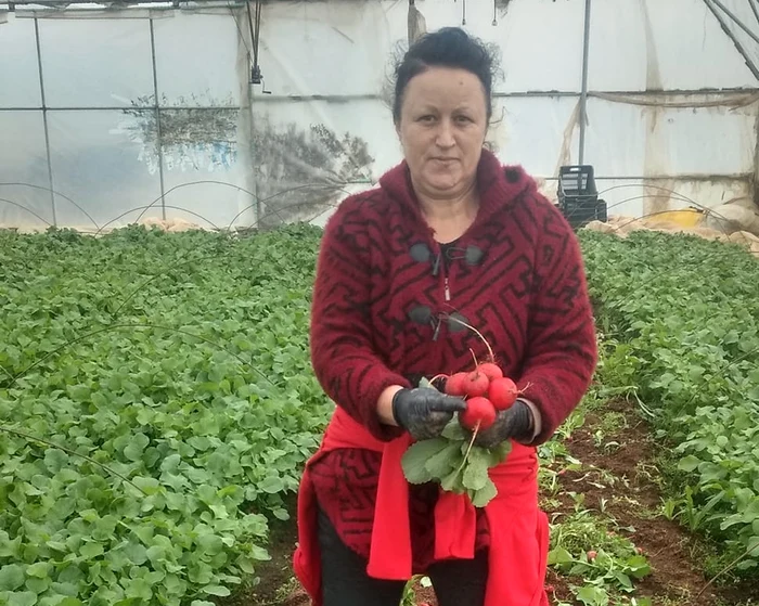 Ridichile de Băleni, vândute în cantități mari în Ucraina. FOTO Magda Cristian