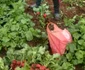 Ridichile de Băleni, vândute în cantități mari în Ucraina, FOTO Magda Cristian