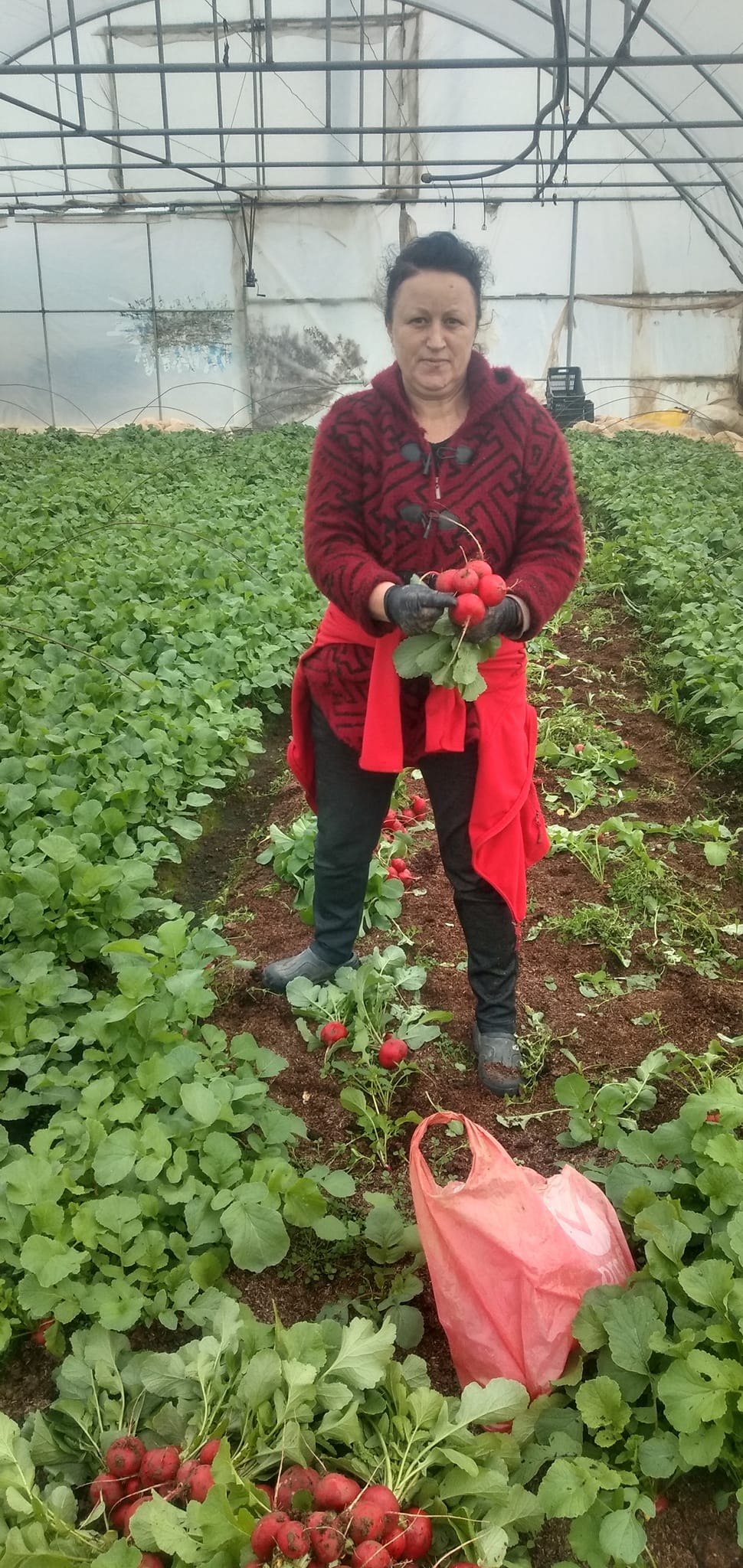 Rescrieti acest titlu corect gramatical, in limba romana la 10 de cuvinte, ca titlu de presa Ridichile de Băleni „învață” limba ucraineană. O mare parte din recoltă ajunge în țara vecină, la preț bun FOTO