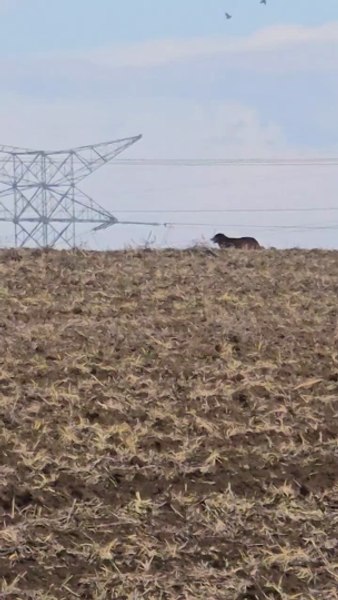 Panică în județul Galați după ce un șofer a văzut un urs, în trafic. Ce au găsit jandarmii: „E câine, ăla e măi, ăla e”