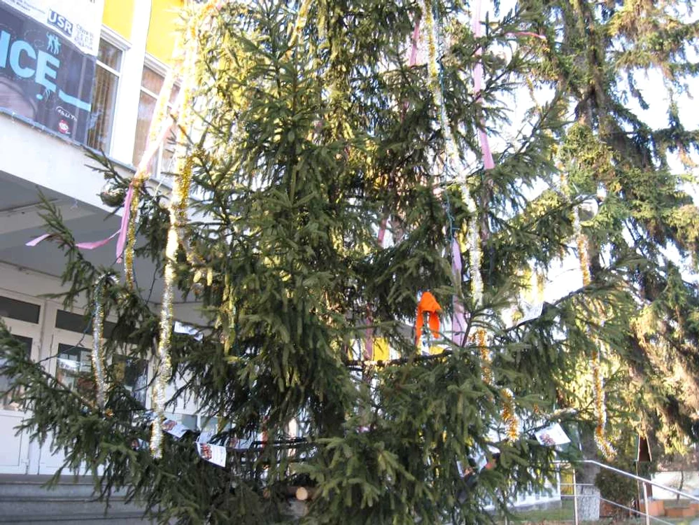 Bradul „eco“ al studenţilor a fost montat în Complexul Memorandului. Foto: Ionuţ Dincă