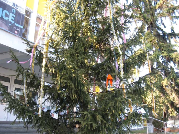 Bradul „eco“ al studenţilor a fost montat în Complexul Memorandului. Foto: Ionuţ Dincă