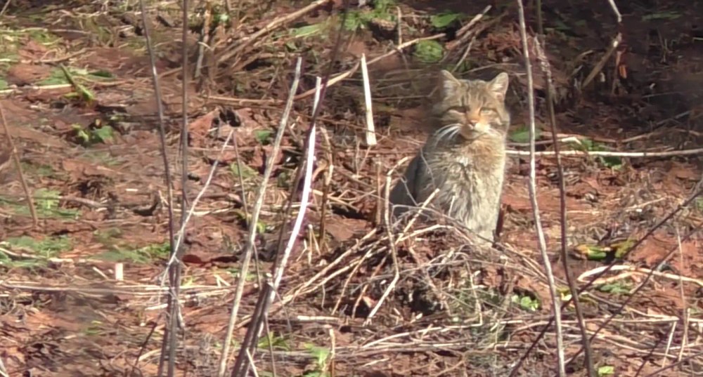 Imagini rare cu o pisică sălbatică filmată în timp ce se bucura de căldura soarelui, în Parcul Național Călimani VIDEO