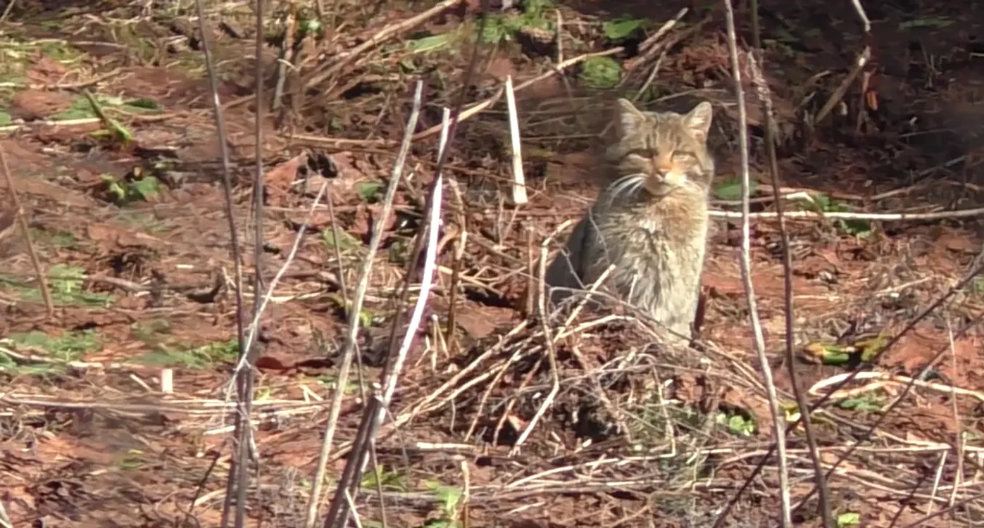 Animalul a fost surprins în timp ce se bucură de razele soarelui FOTO captură video Romsilva  