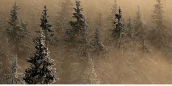 muntii rodnei national geographic 