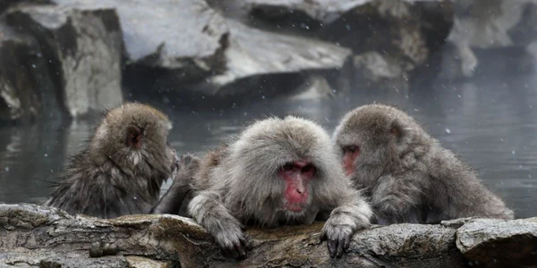 Macacii sau maimuţele de zăpadă se încălzesc în apa unui izvor termal  în Yamanouchi Japonia FOTO EPA EFE Kimimasa Mayama