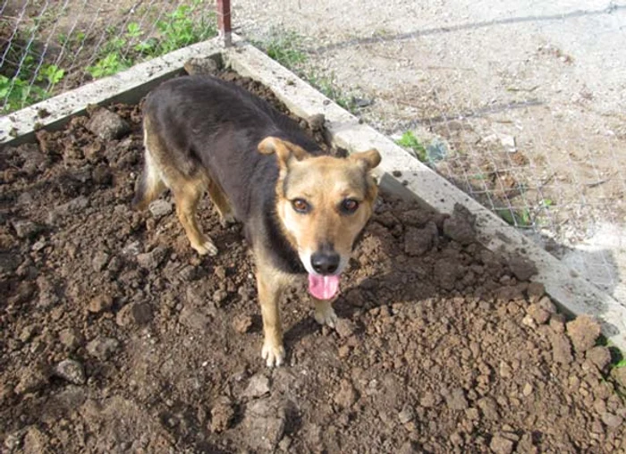 
    Craca, un metis ciobănesc german  