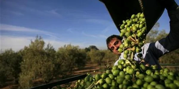 Plantaţie de măslini în sudul Italiei FOTO Reuters