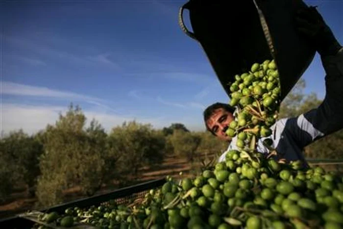 Sub plantaţiile de măslini din Basilicata, o provincie muntoasă şi puţin populată din arcul cizmei italiene, se ascund rezerve de ţiţei de peste un miliard de barili FOTO Reuters