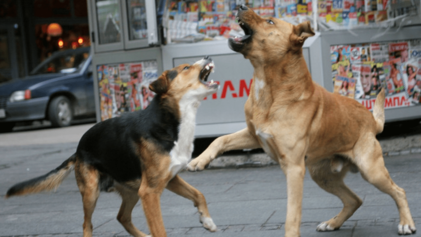 Zonele industriale, raiul câinilor fără stăpân. La Iași, zeci de maidanezi sunt duși zilnic la padoc