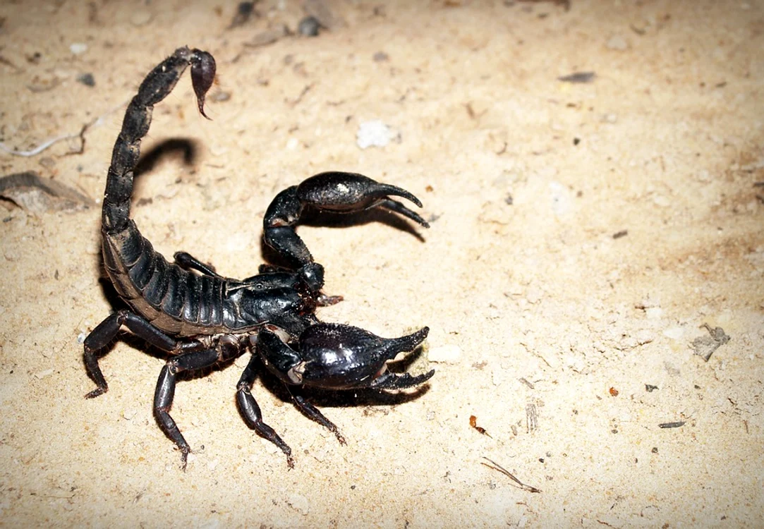 Femeia mușcată de scorpion a ajuns la spitalFOTO Pixabay.com