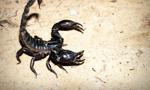 scorpion 931561 960 720 jpeg