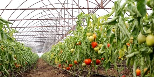solar tomate