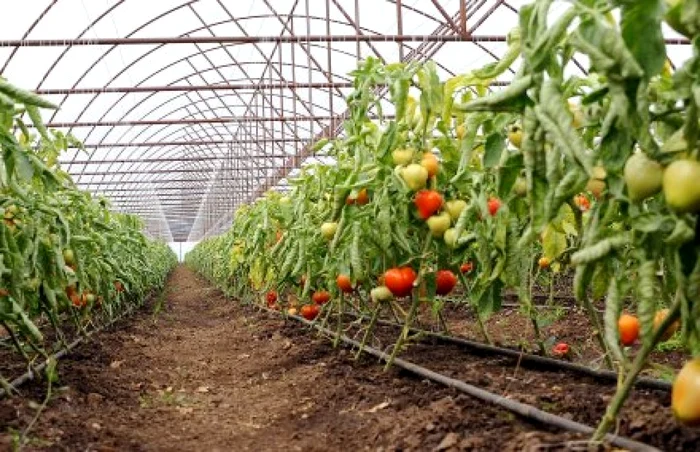 Deşi numărul fermierilor care cultivă tomate în solarii a crescut foarte mult, banii agonisiţi încă nu le permit să-şi modernizeze fermele aşa cum şi-ar dori şi să poată scoate pe piaţă marfa foarte devreme