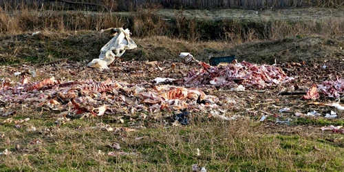 Depozit ilegal de resturi de cadavre de animale