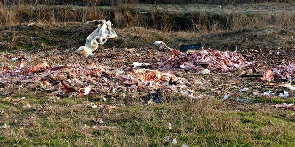 Depozit ilegal de resturi de cadavre de animale