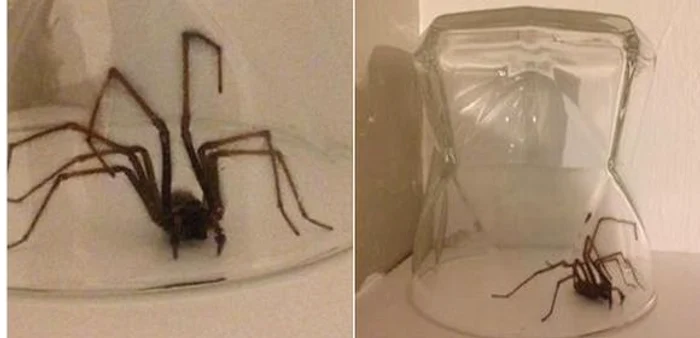 
    Marea Britanie se confruntă cu o invazie a păianjenilorFoto: Twitter  