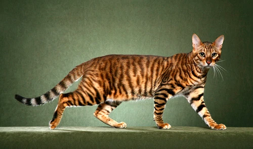 toyger jpg jpeg