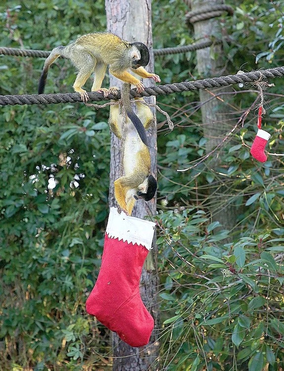 Maimuţele au găsit cadourile în ciorap