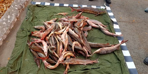 sturion confiscat FOTO STPF Mehedinti 