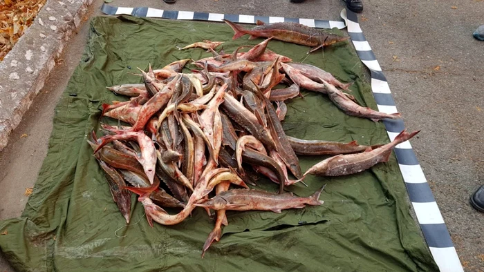 Peşte confiscat FOTO STPF Mehedinţi
