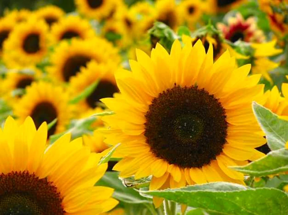 plante de gradina cu flori galbene