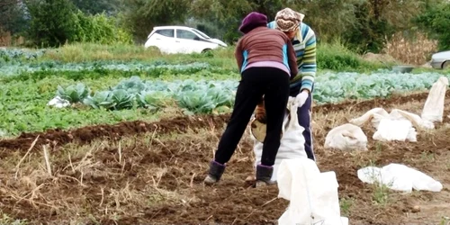 Agricultură în cartierul Matei Voievod