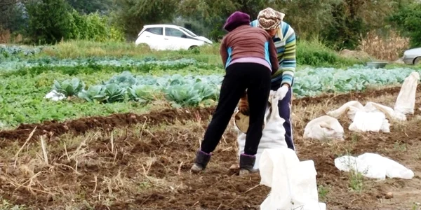 Agricultură în cartierul Matei Voievod